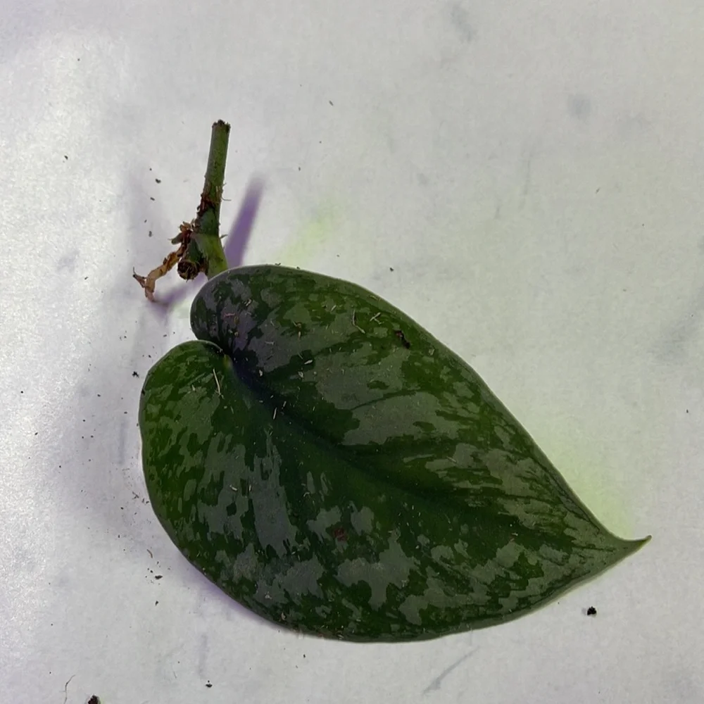 Rooted Scindapsus - Picture 3 of 3